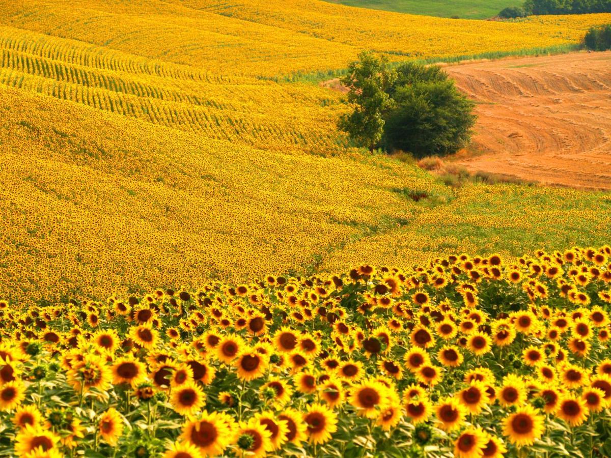 Agriturismo La Roverella Monteroni d'Arbia Luaran gambar